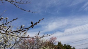 20170301桜